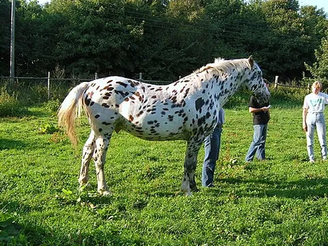 knabstrupper: a Danish breed of warmblood horse