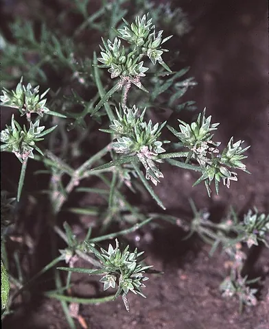 knawel: scleranthus annuus, common in sandy soil