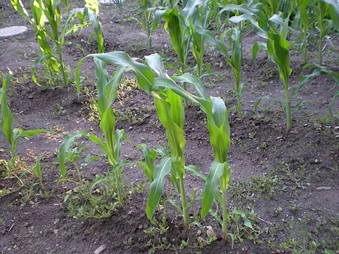 knee-high by the fourth of july: if a corn (maize) crop planted in spring has grown knee-high by the Fourth of July (Independence...
