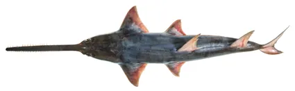 knifetooth sawfish: anoxypristis cuspidata, a sawfish of the family Pristidae, the lone member of the genus Anoxypristis