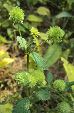 knobweed: hyptis capitata, an erect annual lamiaceous shrub