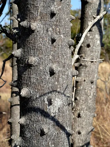 knobwood: any of various South African trees of genus Zanthoxylum that have knob-like protuberances on the...