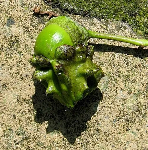 knoppern: a kind of gall (blister on a plant) produced by a gallfly on the cup of an acorn, and formerly used...