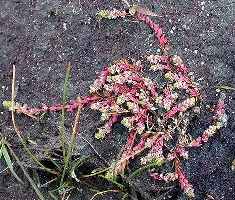 knotwort: a small, herbaceous, trailing plant of the species Illecebrum verticillatum (coral necklace)