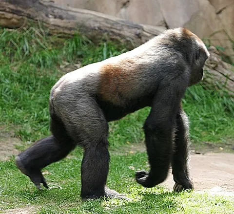 knuckle-walking: a form of locomotion of some primates in which they move on all fours with pressure being taken by...