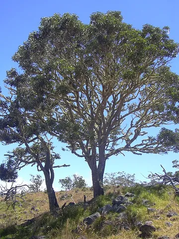 koa: a large tree of species Acacia koa (family Fabaceae) which is endemic to and common on the islands...
