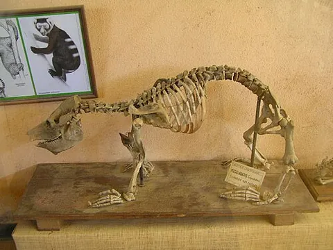 koala lemur: any of three extinct species of lemur of †Megaladapis, the sole genus of the family †Megaladapidae,...