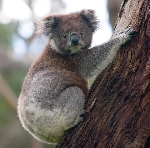 koala: a tree-dwelling marsupial, Phascolarctos cinereus, that resembles a small bear with a broad head,...