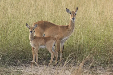 kob: an African antelope closely related to the lechwe and the waterbuck, Kobus kob