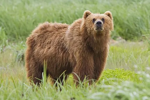kodiak bear: the largest brown bear, Ursus arctos middendorffi, found on Kodiak Island off the south coast of...