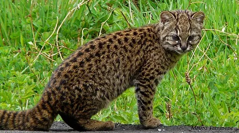 kodkod: a small South American feline, Leopardus guigna