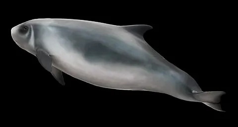 kogiid: any whale in the family Kogiidae