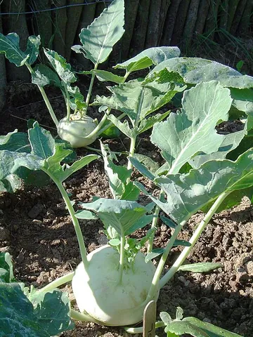 kohlrabi: brassica oleracea var. gongylodes, a variety of the cabbage, having a turnip-shaped edible stem