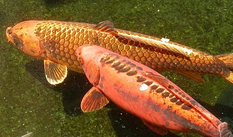 koi: ornamental domesticated varieties of the Amur carp (Cyprinus rubrofuscus), of Japan and eastern...