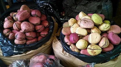 kola nut: the edible seed of the kola tree, Cola acuminata and related species, used as a flavoring and as a...