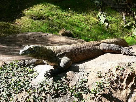 komodo dragon: any of the endangered species Varanus komodoensis of monitor lizards native to certain Indonesian...