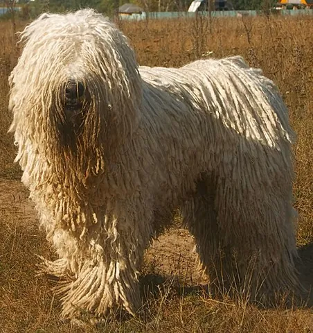 komondor: a large Hungarian breed of livestock guard dog with a long, corded coat