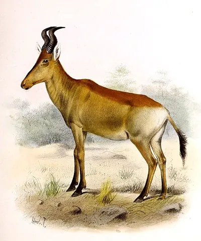 konze: a large African antelope (Alcelaphus Lichtensteini), similar to the hartebeest, but without a black...