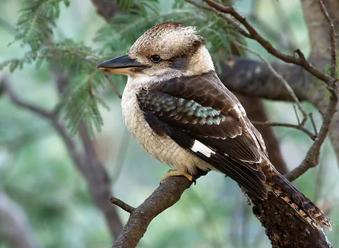 kookaburra: any of several species of kingfishers in the genus Dacelo