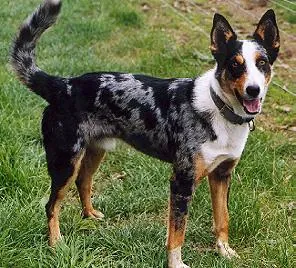 koolie: a merle-coated Australian breed of working dog, originally bred for herding sheep
