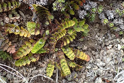 kopoti: anisotome aromatica, a plant of New Zealand