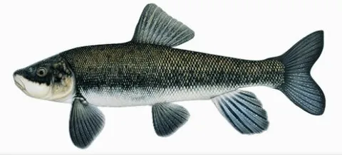 koptu: chasmistes brevirostris, the shortnose sucker