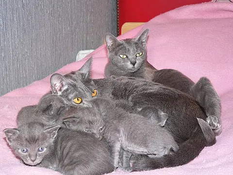 korat: a blue-grey short-haired breed of domestic cat with heart-shaped head and large green eyes