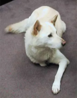 korean jindo: an indigenous dog native to Jindo Island in South Korea