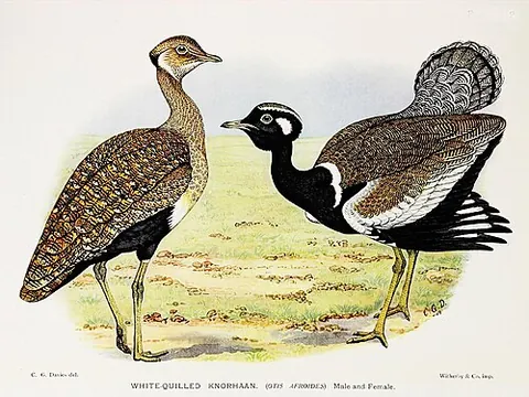 korhaan: any of several large, terrestrial birds in the bustard family Otididae