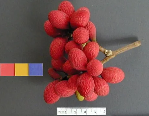 korlan: nephelium hypoleucum, a tropical tree of the Sapindaceae family