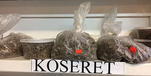 koseret: a species of flowering plant (Lippia abyssinica)