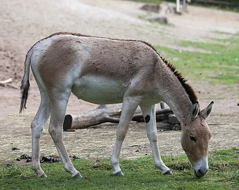 koulan: a subspecies of onager (Equus hemionus), Equus hemionus kulan