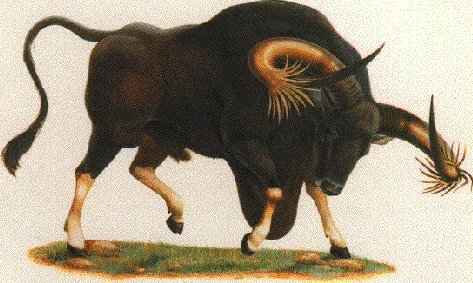 kouprey: a wild, forest-dwelling ox, Bos sauveli, from Cambodia and surrounding countries