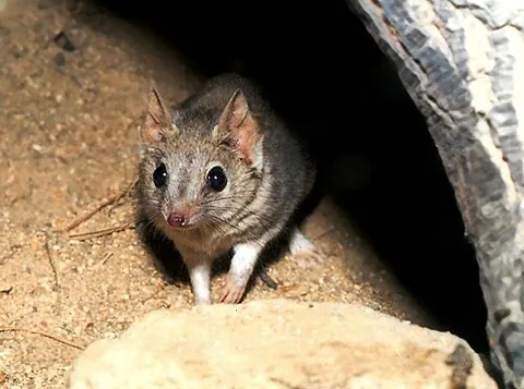 kowari: a small carnivorous rat-like marsupial, Dasyuroides byrnei, endemic to the dry grasslands and...