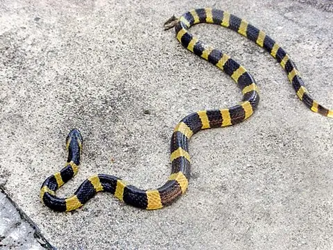 krait: any of several brightly-coloured, venomous snakes, of the genus Bungarus, of southeast Asia