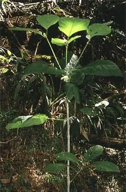 kratom: a tree, Mitragyna speciosa, endemic to Southeast Asia