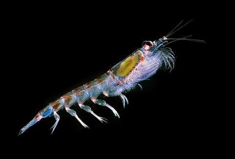 krill: any of several small marine crustacean species of plankton in the order Euphausiacea in the class...