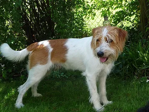 kromfohrlander: a breed of dog that originated in Germany, most commonly used as a companion breed