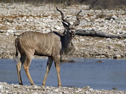 kudu: a large, striped, African antelope of the species Tragelaphus imberbis (lesser kudu) or Tragelaphus...