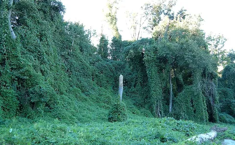 kudzu: an Asian vine (several species in the genus Pueraria, but mostly Pueraria montana var. lobata, syn....