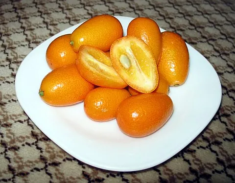 kumquat: a small, orange citrus-like fruit which is native to Asia (Citrus japonica, syn. Fortunella...