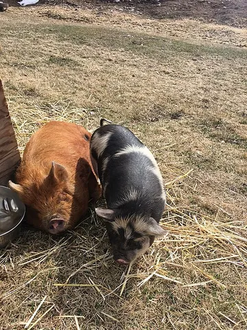kunekune: a small, hairy breed of domestic pig that originated in New Zealand