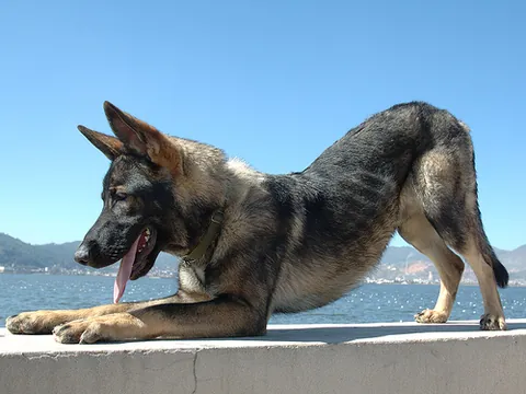 kunming wolfdog: a type of shepherd dog, created in the early 1950s to meet the need for military dogs in Yunnan,...