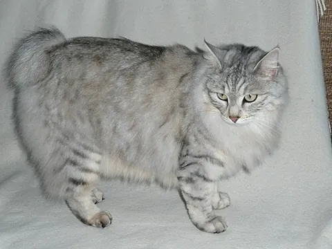 kurilian bobtail: a cat breed originating from the Russian Kuril Islands, as well as Sakhalin Island and the...