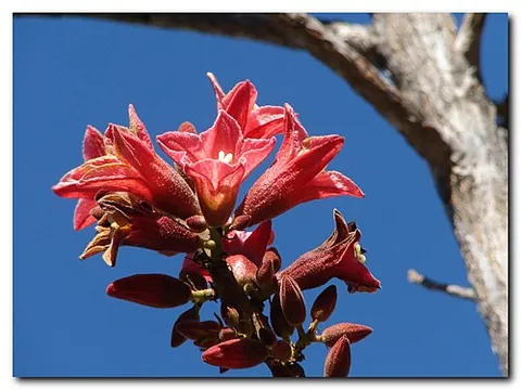 kurrajong: any of a number of species of tree or shrub in the genus Brachychiton