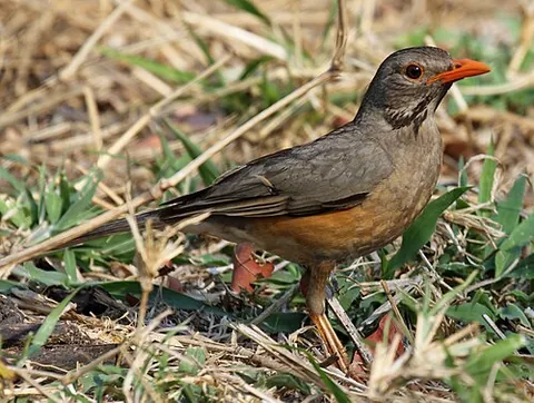 kurrichane thrush: any member of the species Turdus libonyanus of thrushes, native to sub-Saharan Africa