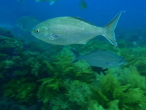 kyphosid: any of the perciform fish of the family Kyphosidae (the sea chubs)