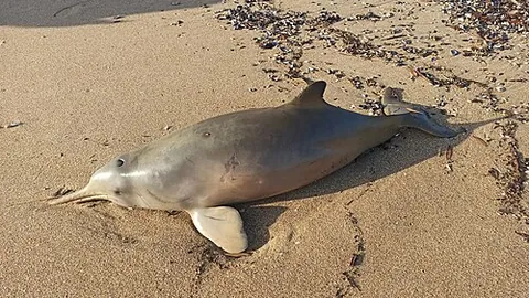 la plata dolphin: pontoporia blainvillei, a dolphin found in the coastal Atlantic waters of southeastern South America