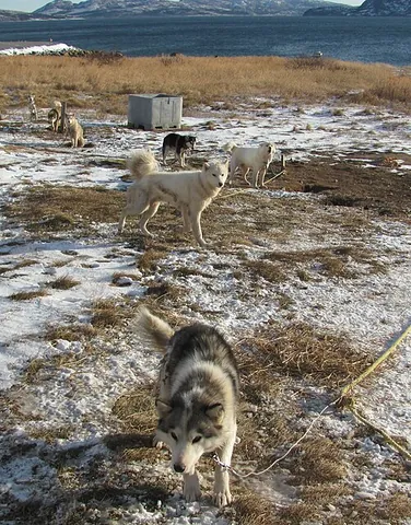 labrador husky: a sled dog that originated in the Canadian province of Newfoundland and Labrador, closely related...