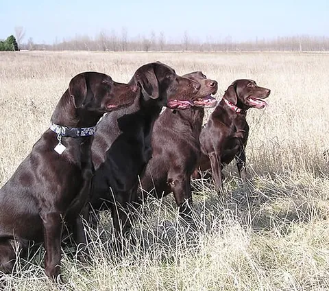 labrador retriever: a dog of a medium to large breed, popular as guide dogs and in other service